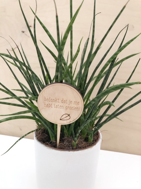 Juffen en meester cadeau's 3 Plantenprikker juf
