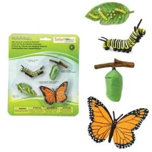 levenscyclus vlinder